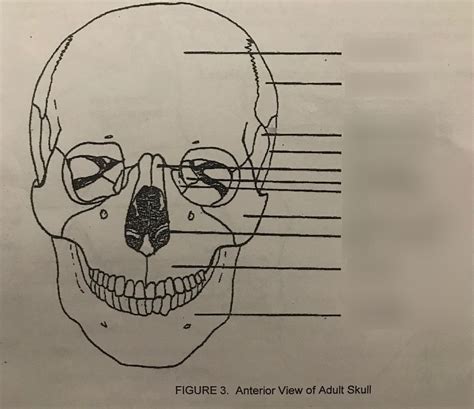 Diagram Of Anterior View Of Adult Skull Quizlet