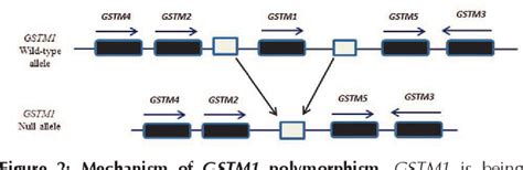 Figure 2 From Glutathione S Transferase An Overview On Distribution Of Gstm1 And Gstt1