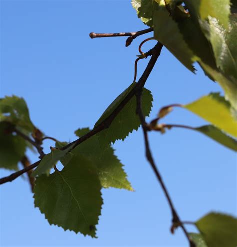 Photo Silver Birch Betula Pendula