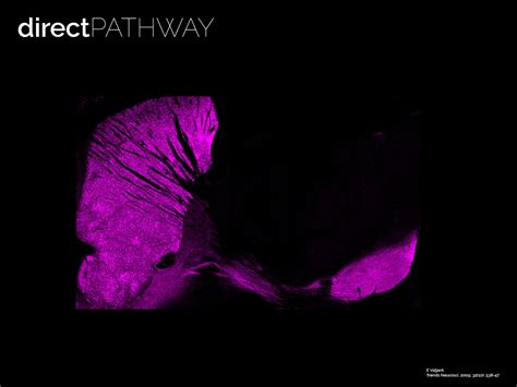 RESEARCH - NeuroModuLab