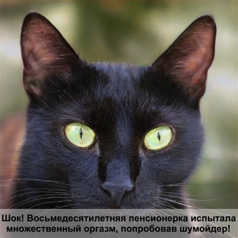 кошка черепахового окраса приметы — Postimages