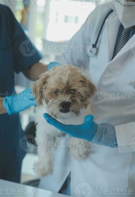 Veterin R Granskning Hund Och Katt Valp Och Kattunge P Veterin R