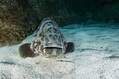 Creature Case Study Goliath Grouper Blue Planet Aquarium
