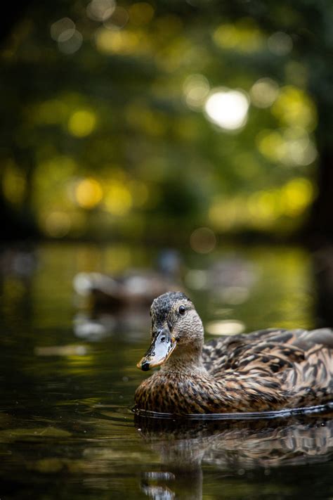 Top 999 Duck Wallpaper Full Hd 4k Free To Use