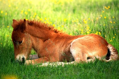 Photoshoots - SAARELA GARD ICELANDIC HORSES