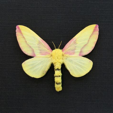 Taxidermy Rosy Maple Moth Etsy