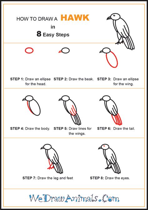 How To Draw A Simple Hawk