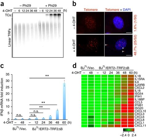 ECTR Production Elicits IFN Responses In Human Fibroblasts A