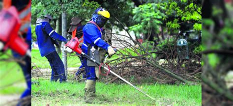 La Limpieza De áreas Verdes Y Poda En La Ciudad Tiene Un 75 De Avance