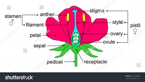 Educational Illustration Angiosperm Flower Morphology Stock Vector ...