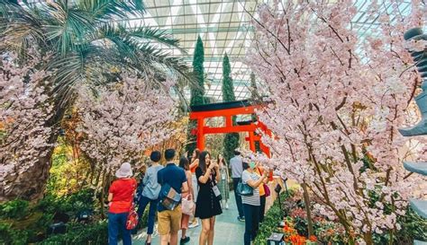 Explore The Sakura Matsuri In Full Bloom At Gardens By The Bay