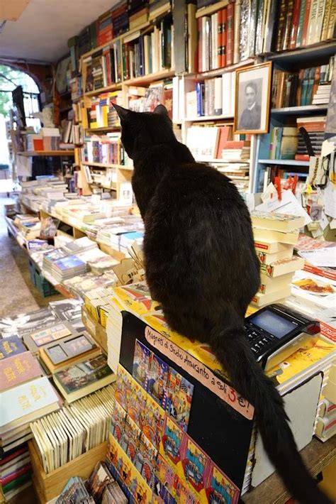 Solve Gatto Of The Bookstore Jigsaw Puzzle Online With Pieces