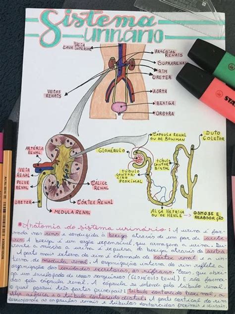 Pin De Rebeca Castro Em Aulas De Ci Ncias Material De Enfermagem