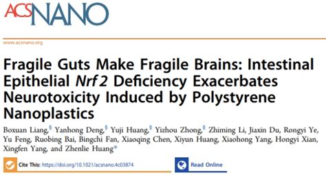 公共卫生学院黄振烈团队揭示肠道nrf2缺失加剧聚苯乙烯纳米塑料诱导的神经毒性效应及其分子机制 南方医科大学新闻中心