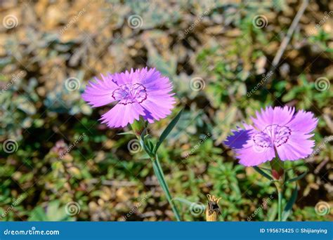 Dianthus Chinensis Stock Image Image Of Pink Dianthus 195675425