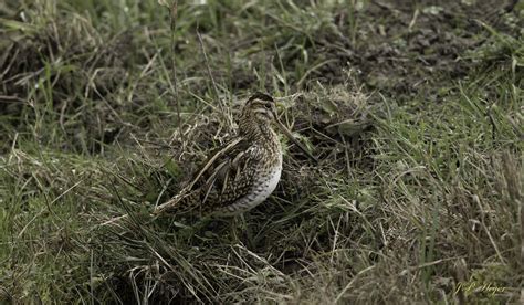 Becassine Des Marais Bekassine Common Snipe Jean Paul Heyer Flickr