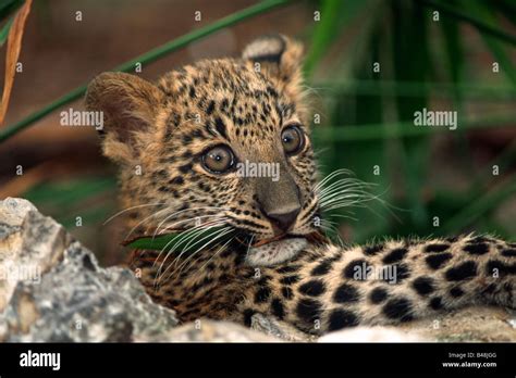Junger Leopard Leopard Cub Panthera Pardus Stock Photo Alamy
