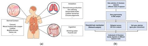 IJMS Free Full Text Adverse Human Health Effects Of Chromium By