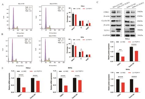 TCP11 Overexpression Blocks Cell Cycle Progression In HeLa And SiHa