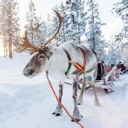 Rovaniemi Husky Park And Reindeer Farm Combo By Minibus Getyourguide