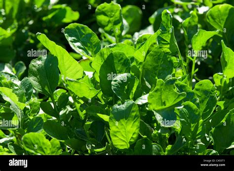 Land Cress American Cress Close Up Stock Photo Alamy