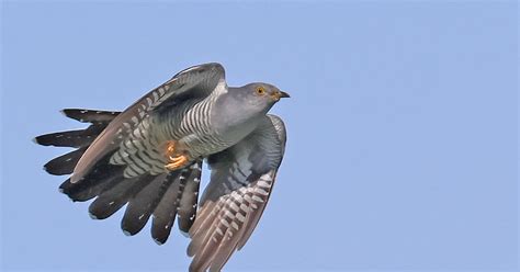 Oxon Birding Blog: Pinkhill, Farmoor; Sunday 5th May