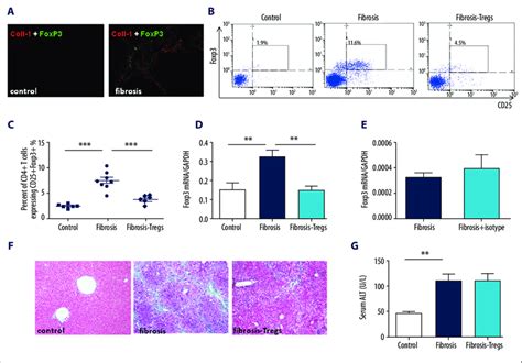 Anti Cd25 Mab Injection Depletes Tregs In Vivo A The Intimate Download Scientific Diagram