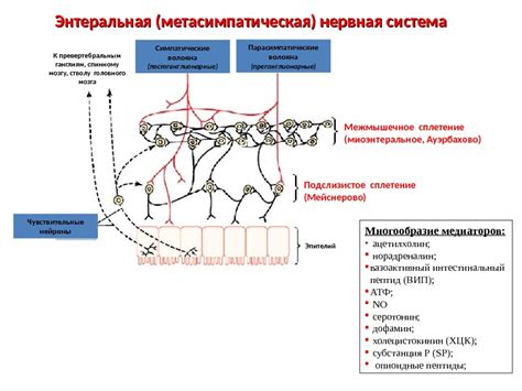 Метасимпатическая нервная система строение медиаторы роль