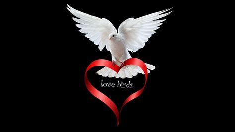 Love Birds Wallpapers - Wallpaper Cave