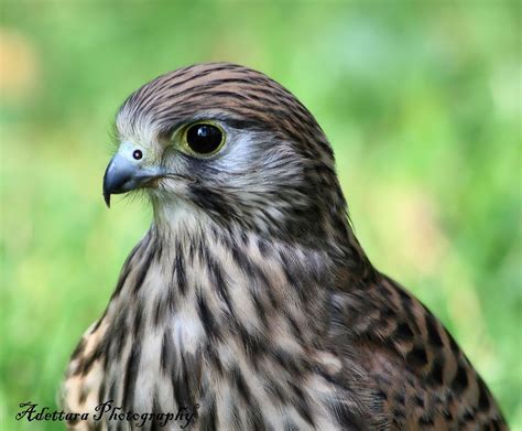 ~The Eyes Of A Falcon~ | Eyes, Falcon, Photography