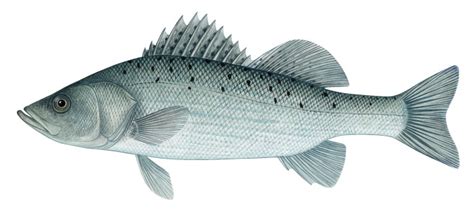 점농어spotted Sea Bass Lateolabrax Maculatus Mcclelland 1844