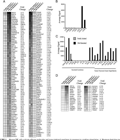 Pdf Prdm Blimp Controls Effector Cytokine Production In Human Nk