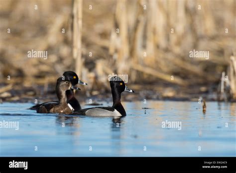 RINGNECK DUCKS STOCK IMAGE Stock Photo - Alamy