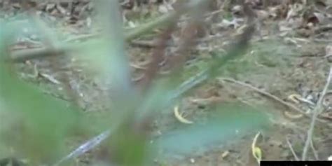 Sexy Tattooed Blonde Dahlia Sky Is Gagged And Staked To The Ground