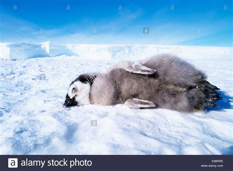 Dead Emperor Penguin Chick Stock Photos And Dead Emperor Penguin Chick