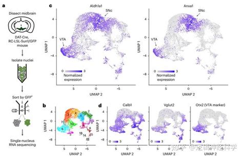 Nat Neurosci︱美国西北大学团队揭示多巴胺神经元基因亚型上的独特功能反应各不相同 知乎