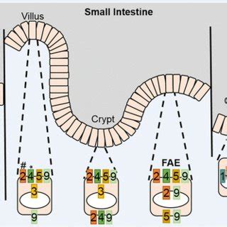 Tlr Subcellular Localization Observed In Healthy Intestinal Epithelial