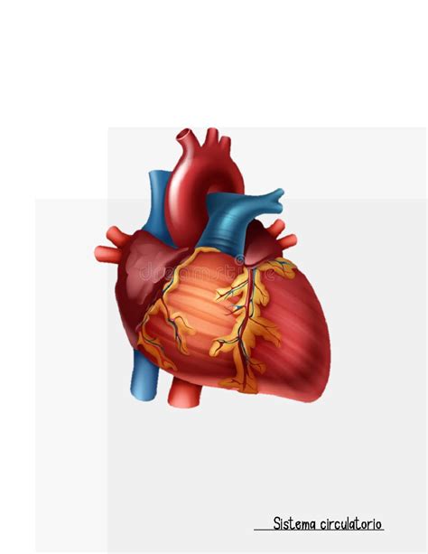 Circulatorio Resumen Circu Sistema Circulatorio Semana Gu A De