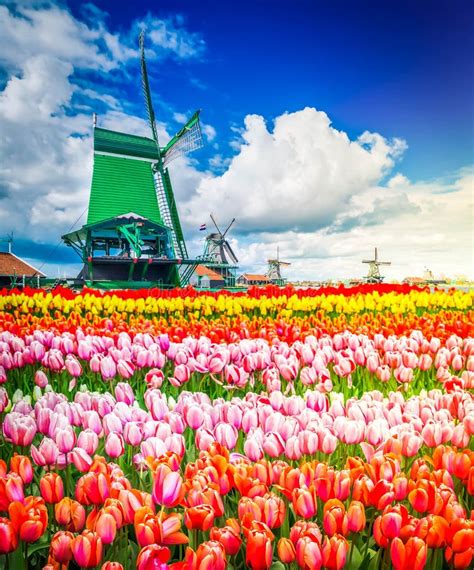 Dutch Wind Mills Stock Photo Image Of Zaandam Village