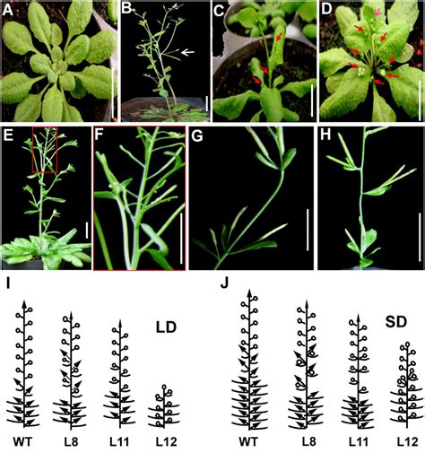 Phenotypes Of Transgenic Arabidopsis Overexpressing Jclfy A