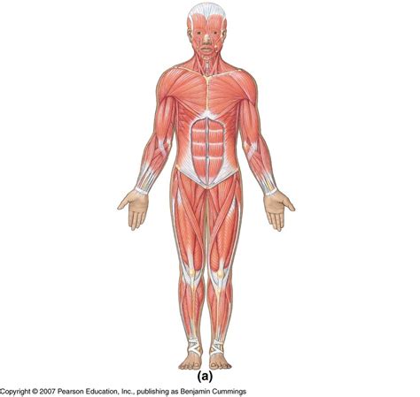 Anterior Muscles Diagram Quizlet