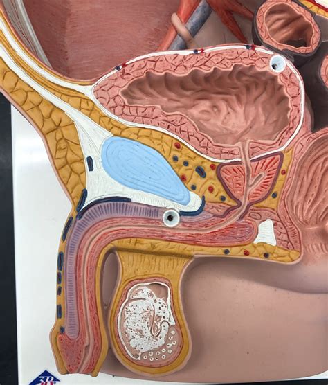 Lab Quiz 7 Male Reproductive Organs Diagram Quizlet