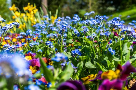 Purple And Blue Flowers · Free Stock Photo