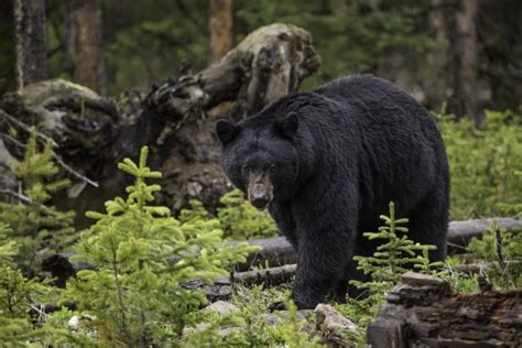 Black Bear Biology & Behavior - Western Wildlife Outreach