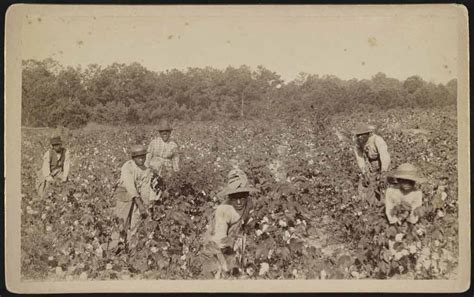 The Creation Of The Cotton Kingdom African American History And