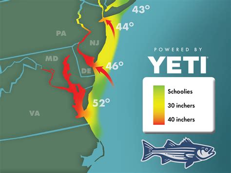 Striper Migration Map Olive Ashleigh