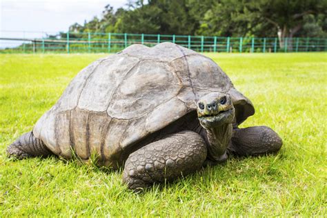 Worlds Oldest Tortoise Has Seen Off Two World Wars And The British Empire