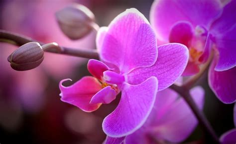 National Flower of Venezuela | Orchid Flower of Venezuela | National Flowers by Country