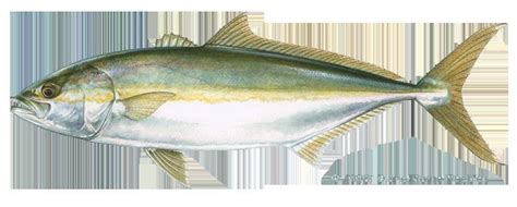 Yellowtail amberjack - Alchetron, The Free Social Encyclopedia