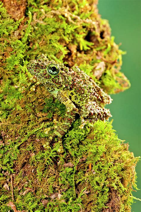 Vietnamese Mossy Frog Theloderma Photograph By David Northcott Fine